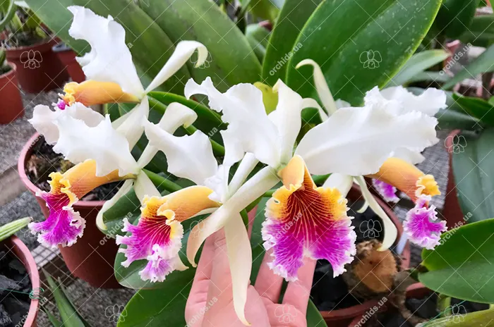 Cattleya rex 'Katia' x self
