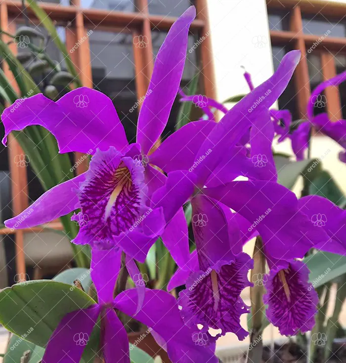Cattleya maxima 'Katia' x self