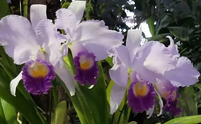 Cattleya trianae (coerulea x coerulea splash)