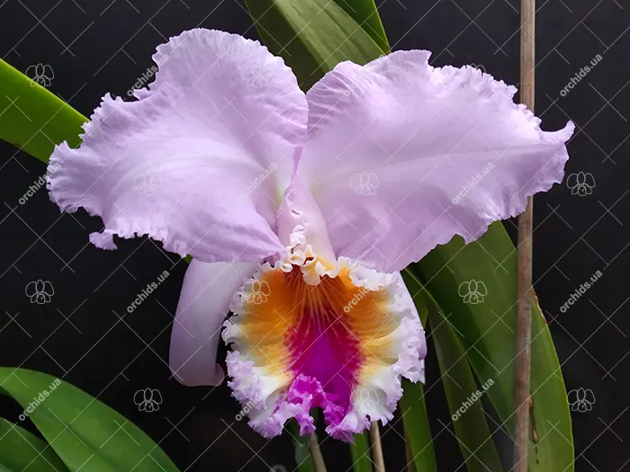 Cattleya mossiae 'Soraya'