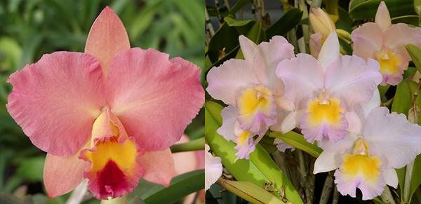 Sophrolaeliocattleya Final Touch 'Mendenhall' x Brassolaeliocattleya William Farrell 'Native Son'
