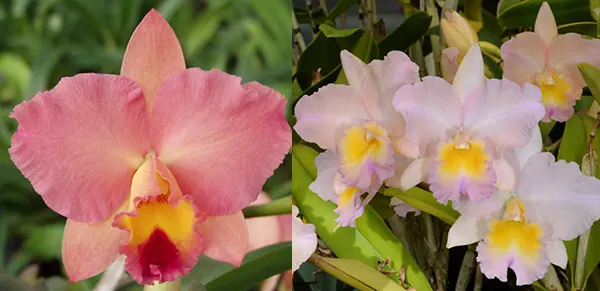 Sophrolaeliocattleya Final Touch 'Mendenhall' x Brassolaeliocattleya William Farrell 'Native Son'