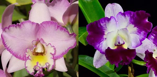 Brassolaeliocattleya Picotee Passion 'SVO' x Laeliocattleya Llory Ann 'Paradise'