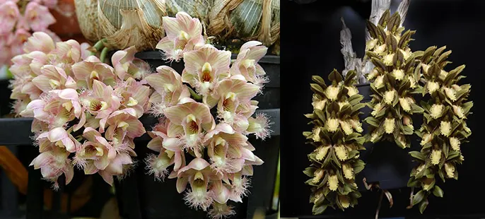 Clowesetum Grace Dunn 'Live Oak' x Catasetum schunkei 'SVO'