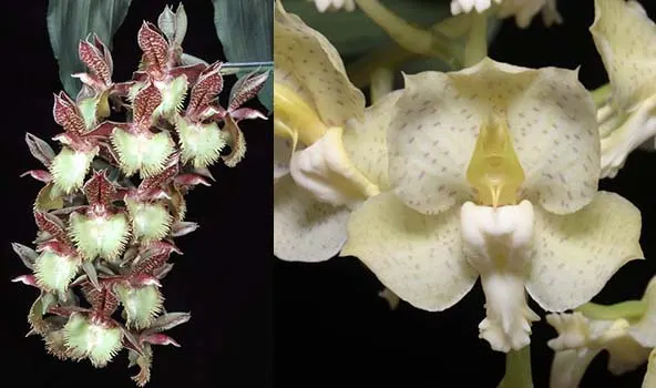 Catasetum Corinne's Frilly Spots (Frilly Doris 'SVO II' x tigrinum 'Very Wide Petals')