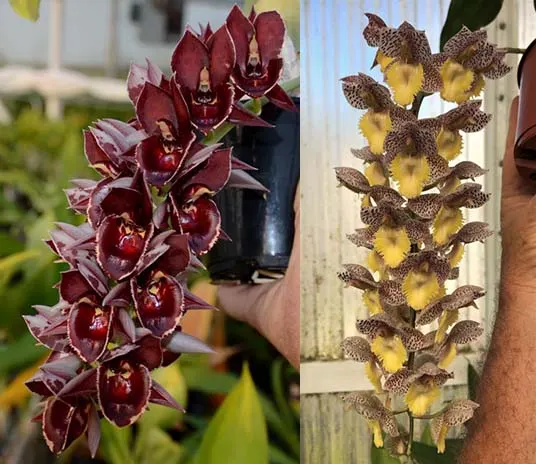 Catasetum Melana Davison 'Foxtail' x Catasetum Dentigrianum 'SVO Cutie'