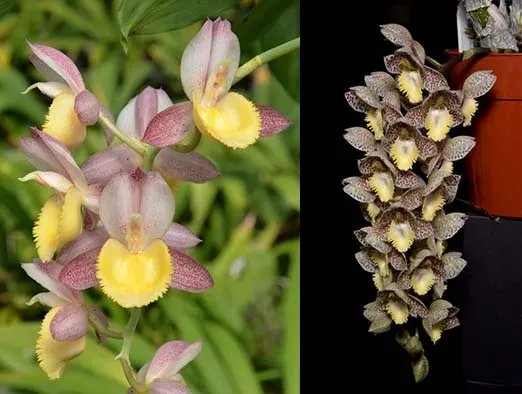 Catasetum Memoria Dorothy Wells (Chuck Taylor 'SVO Sunshine' x Dentigrianum 'SVO Excellence')