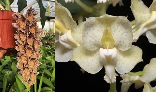 Catasetum Dentigrianum (denticulatum 'Dark Spots' x tigrinum 'Very Wide Petals')