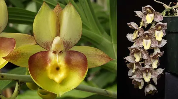 Catasetum Dentigrianum 'SVO Excellent' x Catasetum Portagee Star 'Brian Lawson's Sunrise'