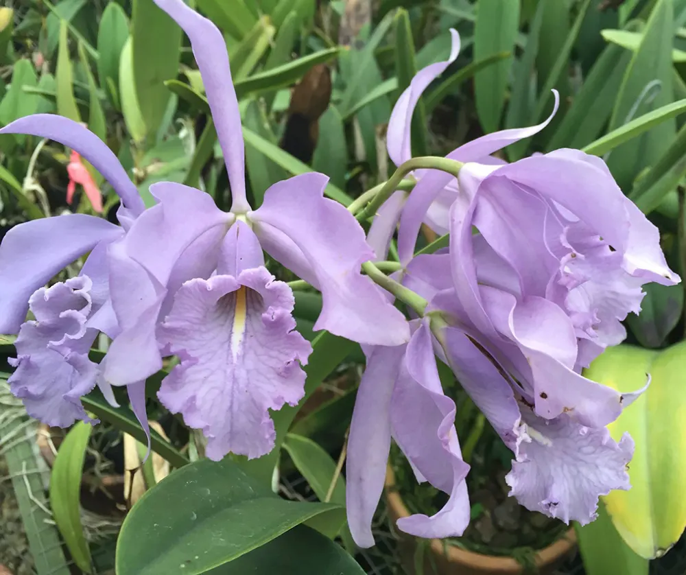 Cattleya maxima coerulea 'Hector' x coerulea 'Oceanica'