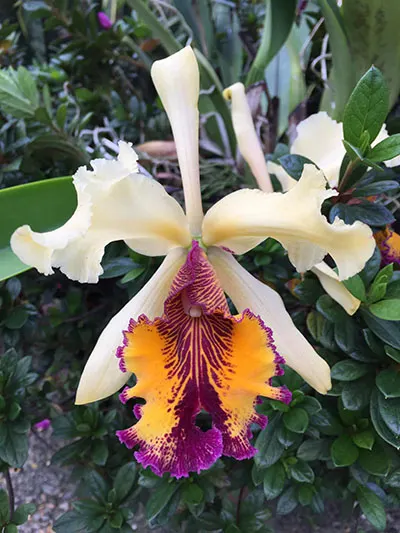 Cattleya dowiana aurea 'Helios' x self