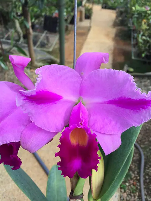Cattleya trianae oscura pincelada 'Chirimia' x self