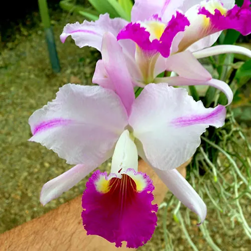 Cattleya mendelii pincelada 'Chicamocha' x self