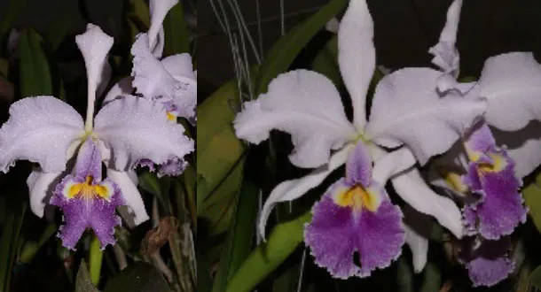 Cattleya warscewiczii coerulea 'Hatillo' x 'La granja'