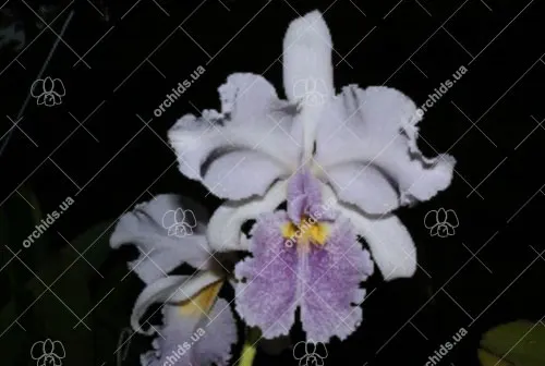 Cattleya warscewiczii coerulea 'Marquesa de Yolombo' x self