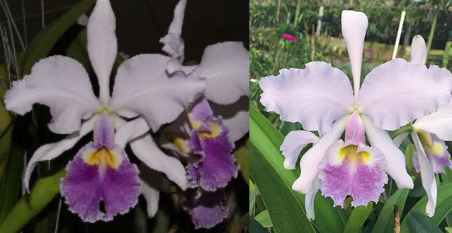 Cattleya warscewiczii coerulea 'La granja' x coerulea 'Celestina'