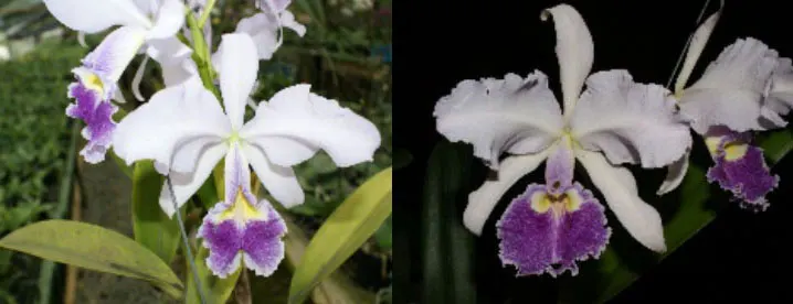 Cattleya warscewiczii coerulea 'La deseada' x 'Florazul'