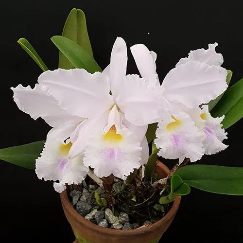 Cattleya warscewiczii rosada 'Sinifanax' x self