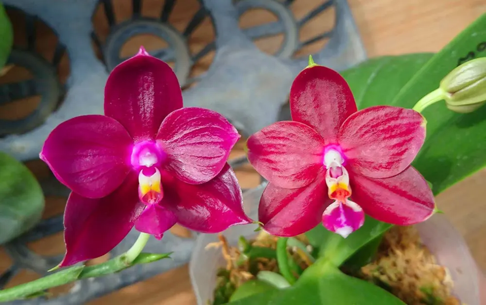 Phalaenopsis Kingfisher's Kaiulani Passion 'LD-Red' x Mituo Ambo 'Mituo #1'