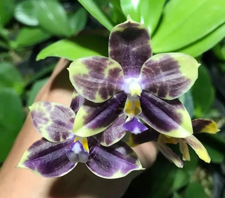 Phalaenopsis Mituo Purple Dragon 'Blue Python'