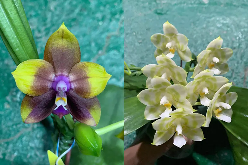 Phalaenopsis Mituo Princess 'Black Beauty' x Mituo Golden Tiger 'Green Tiger'