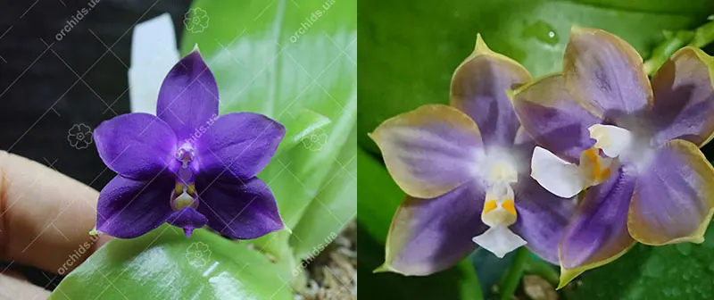 Phalaenopsis violacea indigo x Mituo Reflex Dragon 'Blue #2' AM/AOS