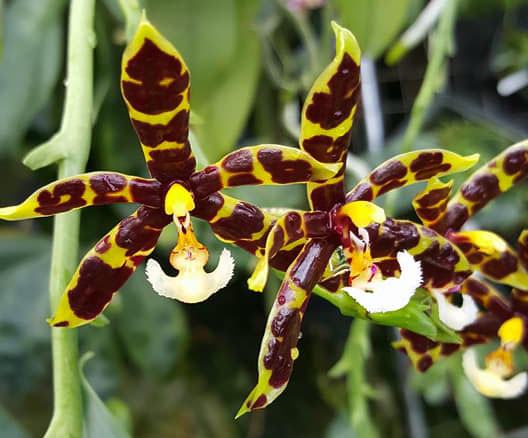 Phalaenopsis pantherina x mannii 'Big Black'