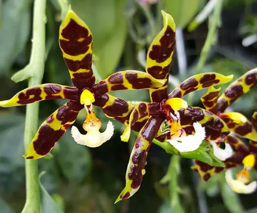 Phalaenopsis pantherina x mannii 'Big Black'