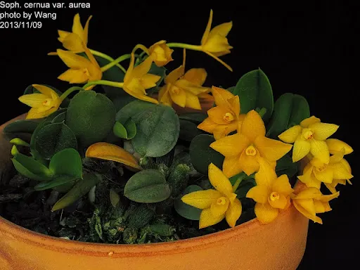 Sophronitis cernua var aurea 'Kanae II'