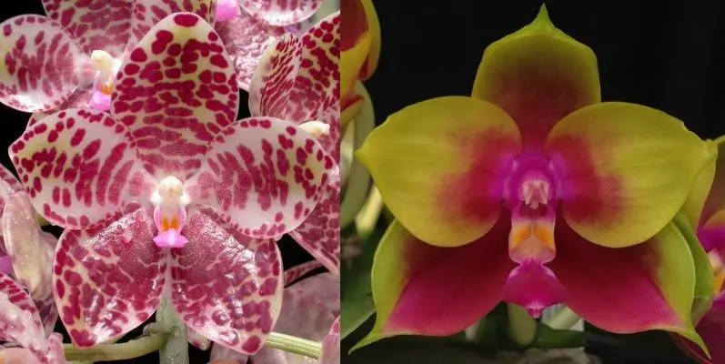 Phalaenopsis gigantea x Mituo King Bellina