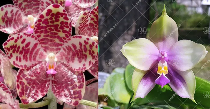 Phalaenopsis gigantea x Mituo Prince 'Bb'
