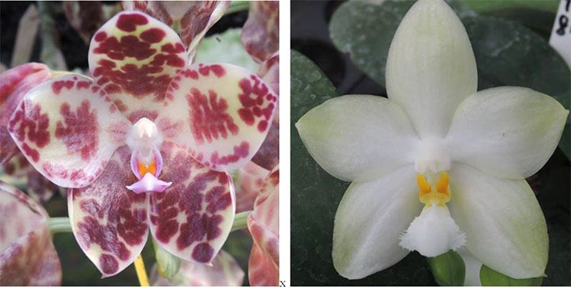 Phalaenopsis gigantea x Yungho Gelblitz