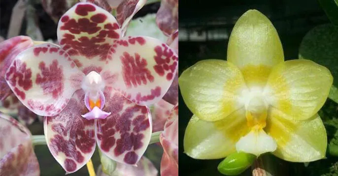 Phalaenopsis gigantea x Yaphon Lover 'Yaphon'