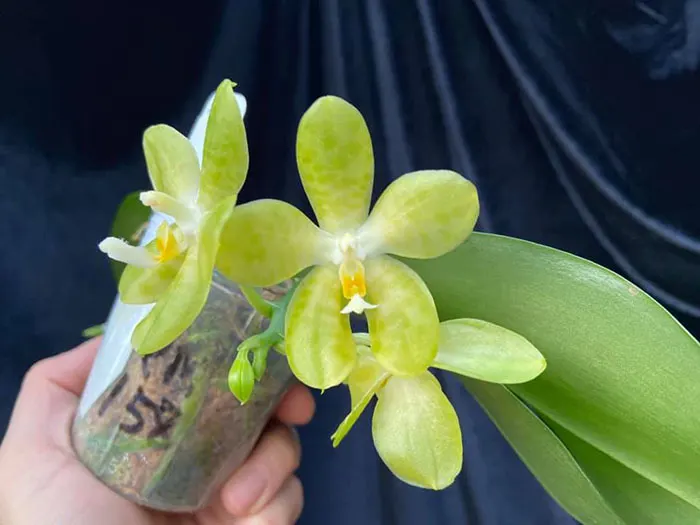 Phalaenopsis Mainshow Green Monster (seedling)