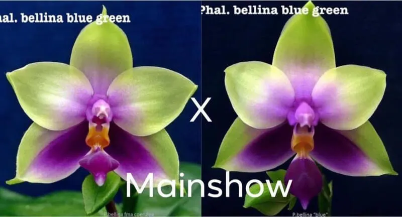 Phalaenopsis bellina coerulea green #2 x green #1