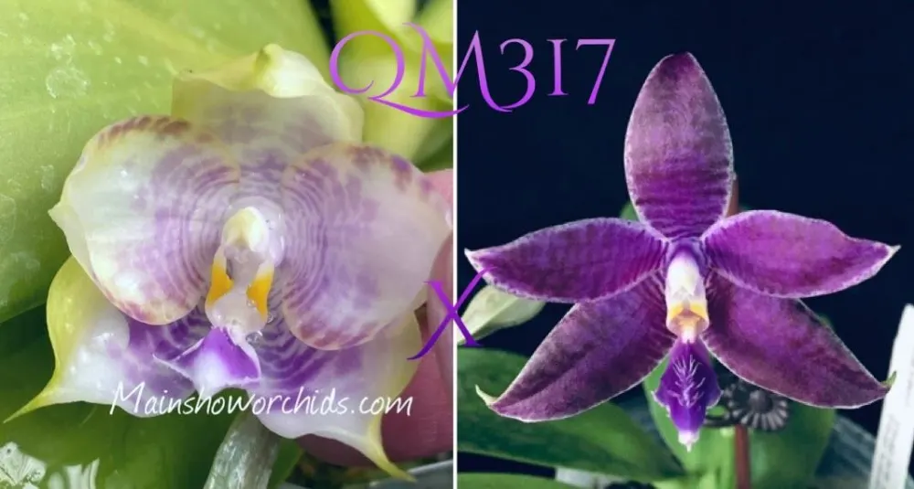 Phalaenopsis Mituo Purple Dragon 'Blue Round' x KS Blue Ludde 1607 'Super#1'