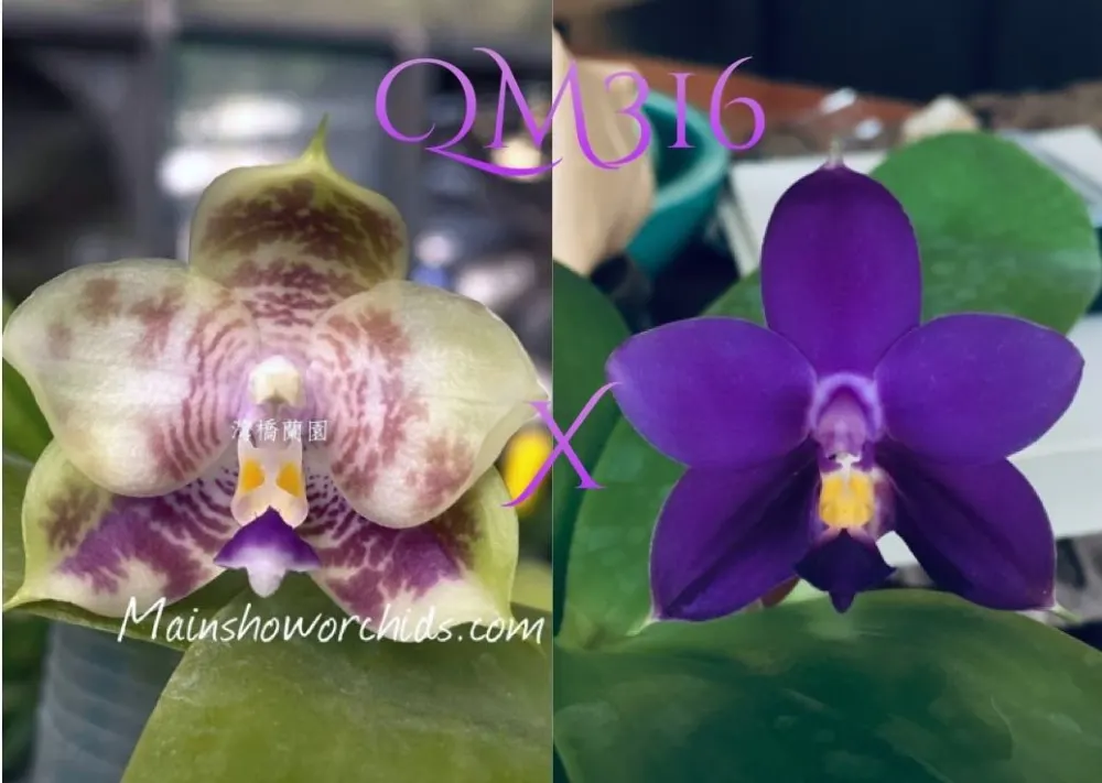 Phalaenopsis Mituo Purple Dragon #9 x Lioulin Blue Eagle #2