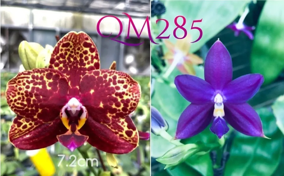 Phalaenopsis Yaphon Black Snake #17 x Lioulin Bluebird 'Dark Blue Flat'