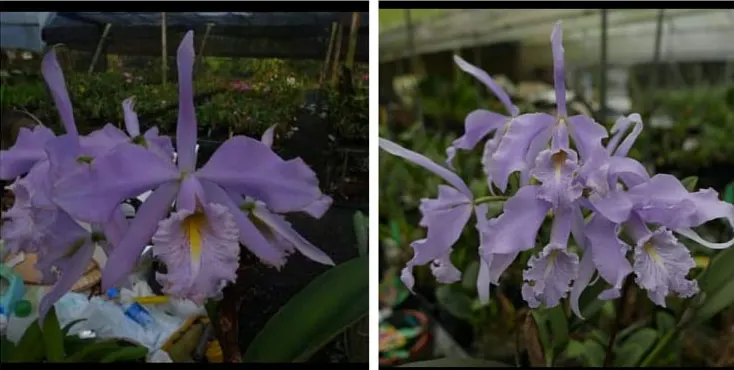 Cattleya maxima coerulea 'Hilo' x maxima coerulea 'Alexander'
