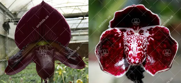 Paphiopedilum Maudiae vinicolor 'In-Charm' x leucochilum