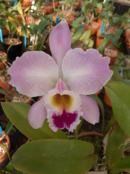 Cattleya gaskelliana '#3'