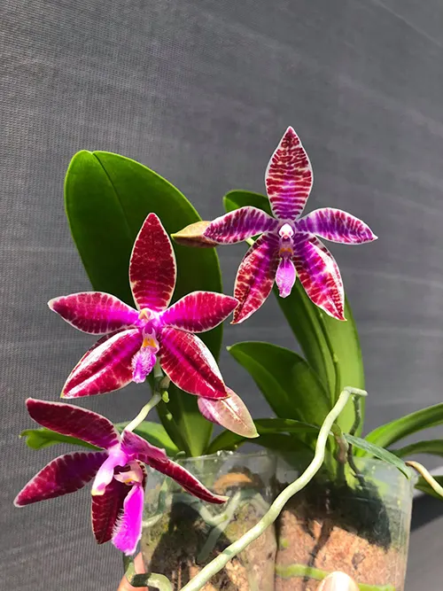 Phalaenopsis lueddemanniana SWR х self