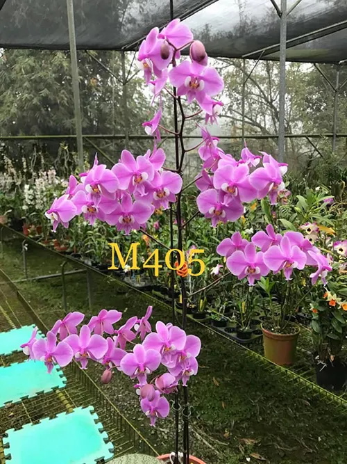 Phalaenopsis schilleriana 'SWR' (MC)