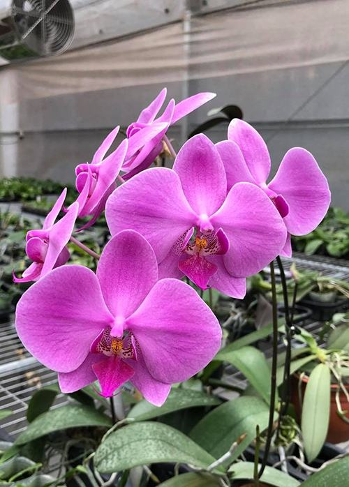Phalaenopsis (schilleriana x Sogo Dorthy) (MC)