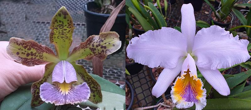 Cattleya mossiae coerulea x schilleriana coerulea (Cattleya Miss Harris coerulea)