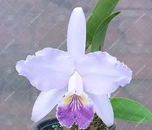 Cattleya lueddemanniana coerulea 'Olimpia' x self