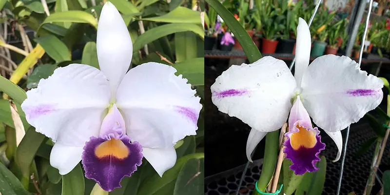 Cattleya trianae coerulea 'Azul' x 'Pepita'