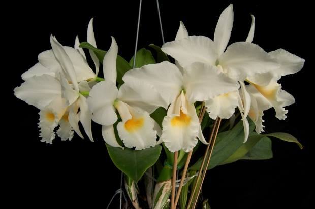 Cattleya labiata alba (K2494) x Cattleya labiata alba
