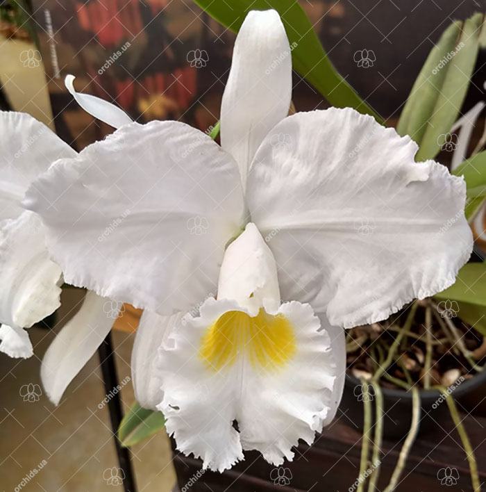 Cattleya mossiae alba 'Thais' x alba XXX