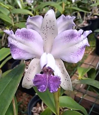 Cattleya Di Pozzi Tiziano coerulea x amethystoglossa coerulea